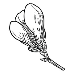 Magnolia flower and leaves drawing illustration. Blooming on the branch for patterns creator. Hand drawn flower from real tree twigs in the forest and park. Vector.