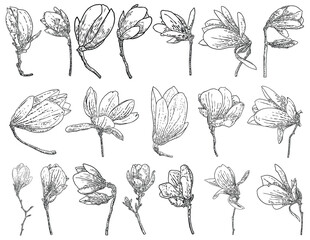 Magnolia flowers head on the branch set and isolated on white. Side view of magnolia open spring blooming on the twig collection, hand drawn from real tree in the park or forest. Vector.