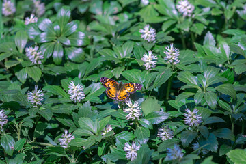 Painted Lady butterfly orange and black on spring flowers