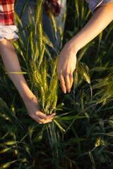 A young woman was happily in the barley field in the morning after surveying the barley harvest in...