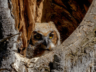 Great Horned Owl. Owlets