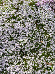 dense field of flowers with white flowers standing in isolation