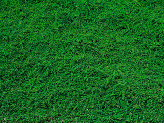 Dense hedge field, completely green, perfect as a background for a text space