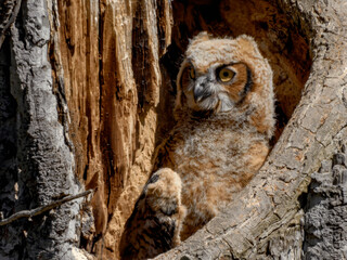 Great Horned Owl. Owlets