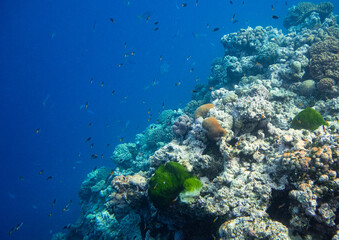 Beautiful tropical coral reef with shoal or red coral fish Anthias. Wonderful underwater world with...