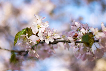 Closeup of cherry blossom petals on a twig in full bloom