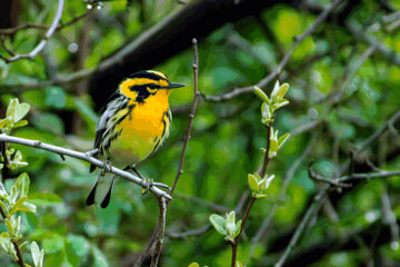 Blackburnian Warbler
