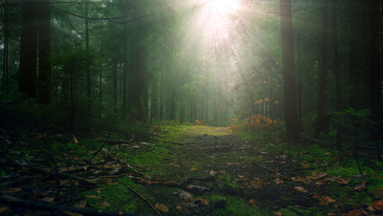Magical foggy forest path with sun rays. 