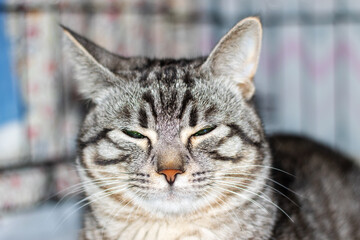 Sad gray cat with catheter on paw