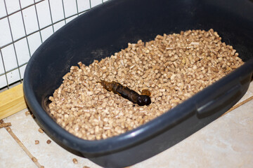 Cat poop in blue litter box closeup