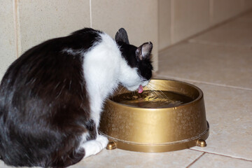 A Felidae carnivore cat drinking from a gold bowl in black and white colors