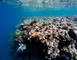 Vibrant coral reef with hundreds of glass fish at the SS Yongala ship wreck, Great Barrier Reef,...