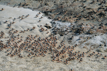Wild Soldier crabs running away from perceived danger with four at the rear, Whitehaven Beach, Whitsunday Islands, Australia.