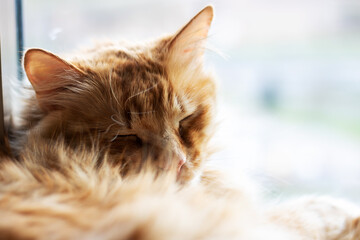 Closeup of a domestic shorthaired cat laying down with eyes closed