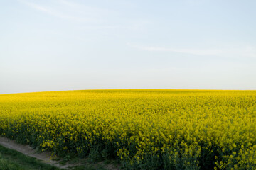 Fototapeta premium rapeseed field
