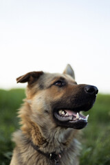 happy dog in the grass