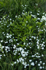 white flowers in the grass