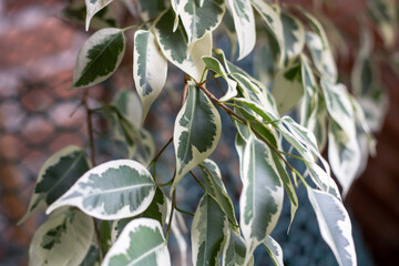 Fototapeta premium Close up of a terrestrial plant with green and white leaves