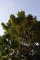 Fototapeta premium pine trees in the forest