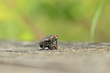 Graue Fleischfliegen (Sarcophaga carnaria) bei der Paarung