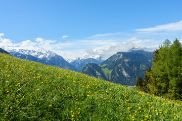 Grüne Bergblumenwiese mit schneebedeckten Bergen im Hintergrund