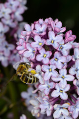 Biene,  Bienen,  Honigbiene Aphis mellifera