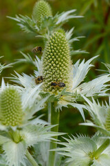 Biene,  Bienen,  Honigbiene,  Aphis mellifera