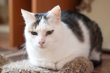 Calico Felidae cat snuggled on a scratching post with whiskers and fur visible