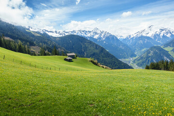 Grüne Bergblumenwiese mit schneebedeckten Bergen im Hintergrund