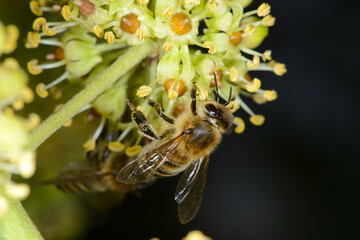 Biene,  Bienen,  Honigbiene,  Aphis mellifera