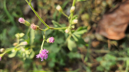 Emilia Sonchifolia / Lilac Tasselflower / Cupid's Shaving Brush