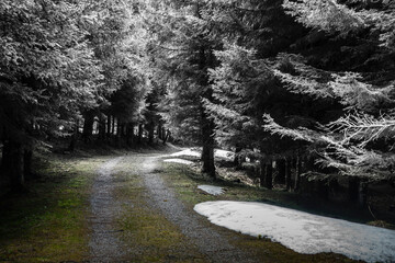 dunkle Straße durch einen Wald - farbreduziert