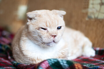 Felidae carnivore cat lounges on tartan plaid blanket on couch