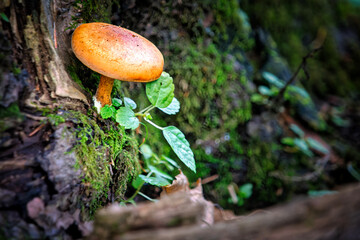 Mushroom in the Forest