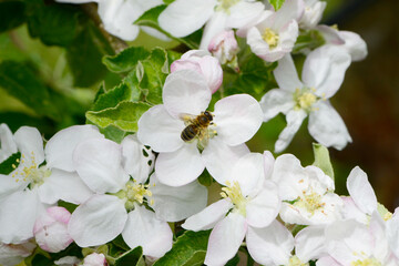 Biene,  Bienen,  Honigbiene,  Aphis mellifera