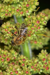 Biene,  Bienen,  Honigbiene,  Aphis mellifera