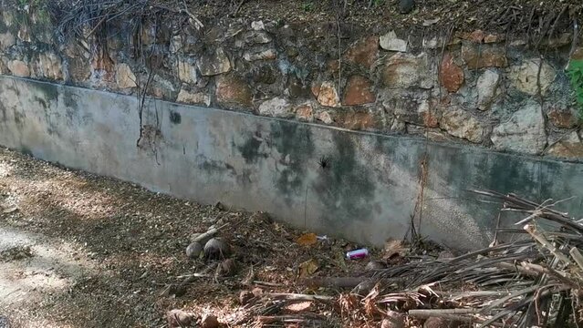 Large black tarantula spider on the wall Puerto Escondido Mexico.