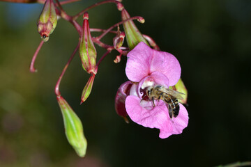 Biene,  Bienen,  Honigbiene,  Aphis mellifera