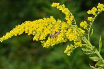 Biene,  Bienen,  Honigbiene,  Aphis mellifera