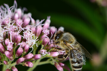 Biene,  Bienen,  Honigbiene,  Aphis mellifera