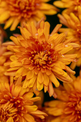 Orange chrysanthemum flower | Beautiful looking flower design