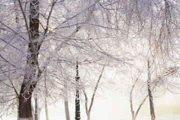 Frost tree branches, rime ice snow forest, fog and sun rays. Winter landscape