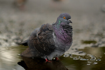 black pigeon on the water