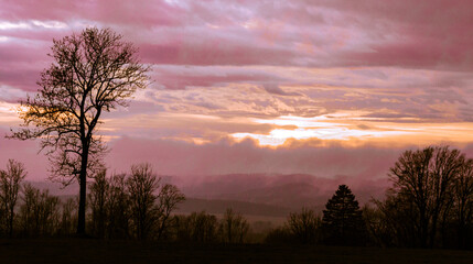 Forest and tree at the sunset light on the sky in Eagle Mountains, Czech republic, pink and violet tones, dreamy photo