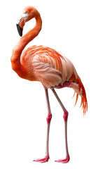 Obraz premium Majestic orange flamingo posing isolated on transparent background