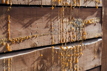 Close up shot of a wooden wall with yellow stains and natural material