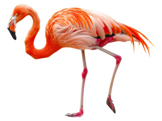 Majestic orange flamingo posing isolated on transparent background