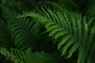 fern leaves