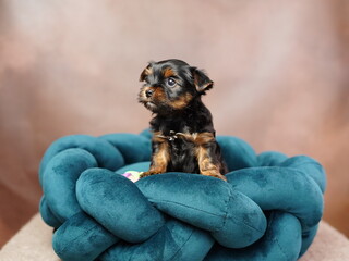Cute playful Yorkshire terrier puppy puppy resting on a dog bed. Small adorable doggy with funny...