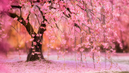 Blooming pink cherry orchard. Cherry blossoms.